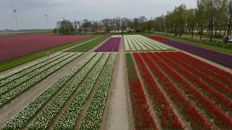 Zonnebloem afdeling