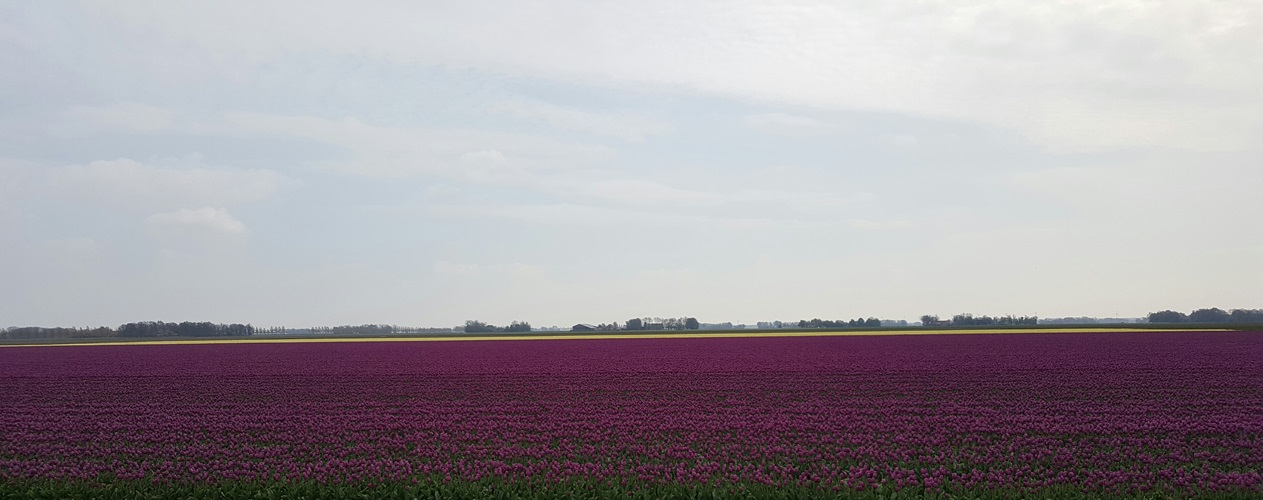 Zonnebloem afdeling