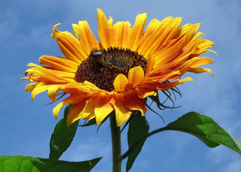 Zonnebloem afdelingsnieuws