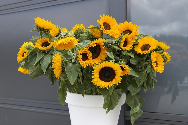 Zonnebloem afdelingsnieuws