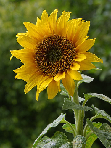 Zonnebloem afdelingsnieuws